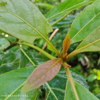 Terminalia bellirica (Gaertn.) Roxb.